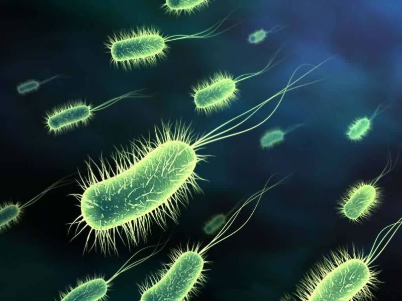 Escherichia coli parazita. Amőbiázis – Wikipédia