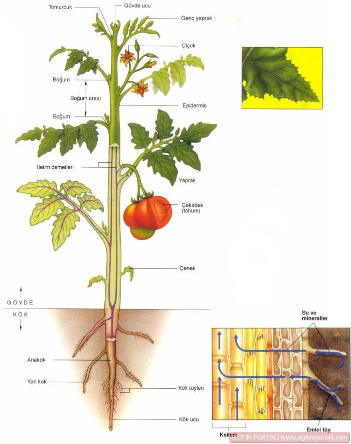 Томат растение биология. Строение томата. Строение саженца томата. Схема томат в разрезе. Строение стебля помидора.