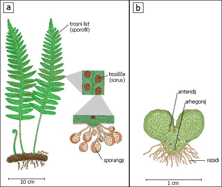 гаметофит и спорофит. цветок гаметофит. спорофит мха гаметофит мха. гаметофит плауна. цикл развития женского гаметофита у покрытосеменных.